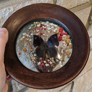 Brazilia Collection by Dunston Framed Butterfly